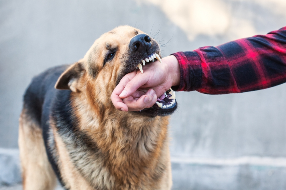 Child involved in a dog bite case near me with Dog Bite Lawyer St Louis providing legal assistance