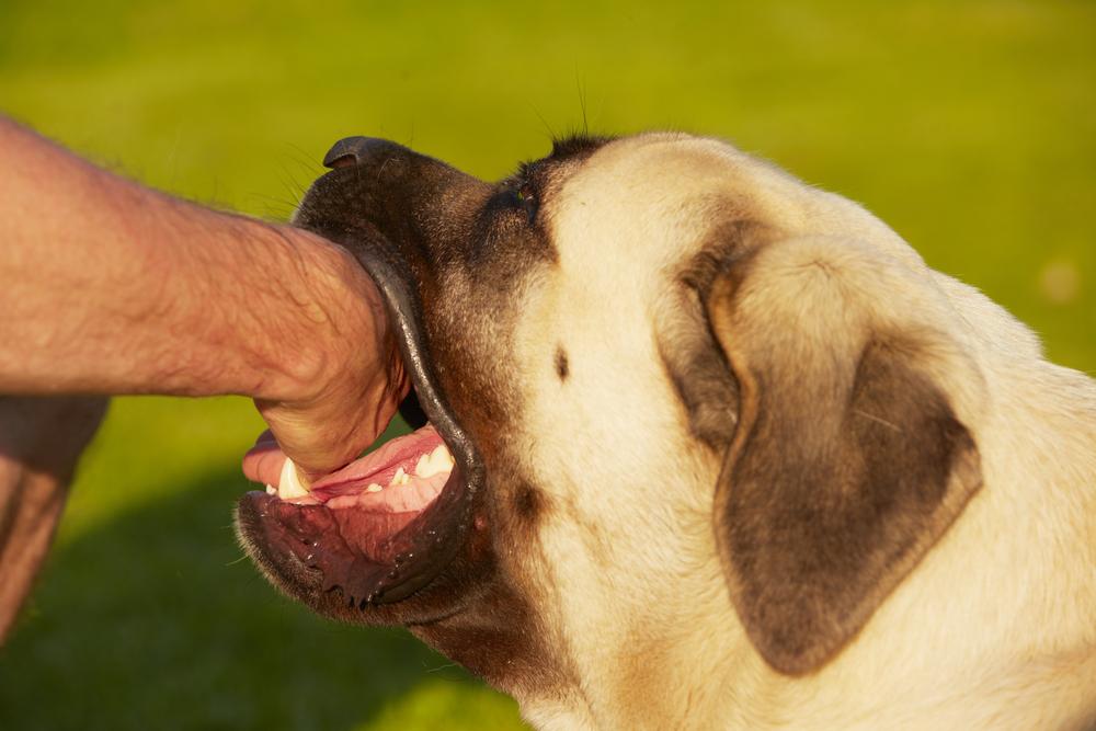 A dog attempting to bite a person's hand in St. Louis, related to dog-bite injury claims by Dog Bite Lawyer St Louis