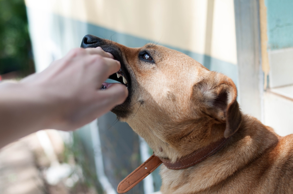 A person interacting cautiously with a dog, representing dog bite injury claims near me by Dog Bite Lawyer St Louis